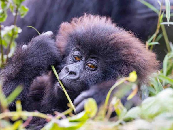 Gorillas & hiking Uganda�s Rwenzori Mountains