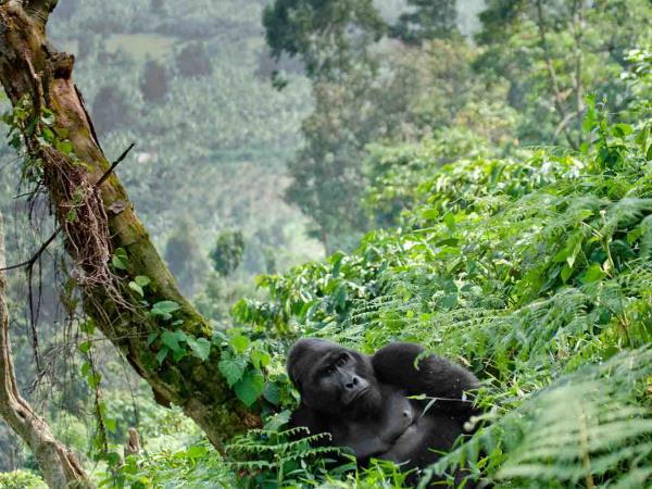 Western Uganda wildlife tour