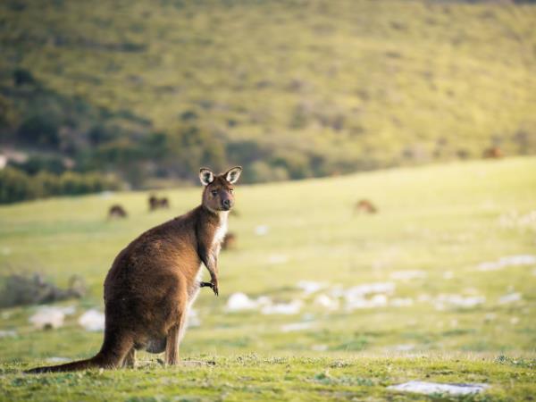 Kangaroo Island adventure tour, Australia