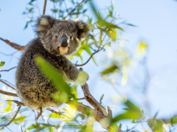 Kangaroo Island adventure tour, Australia