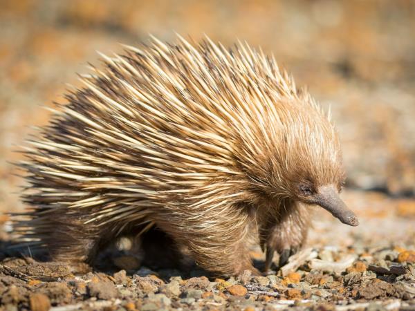 Kangaroo Island adventure tour, Australia