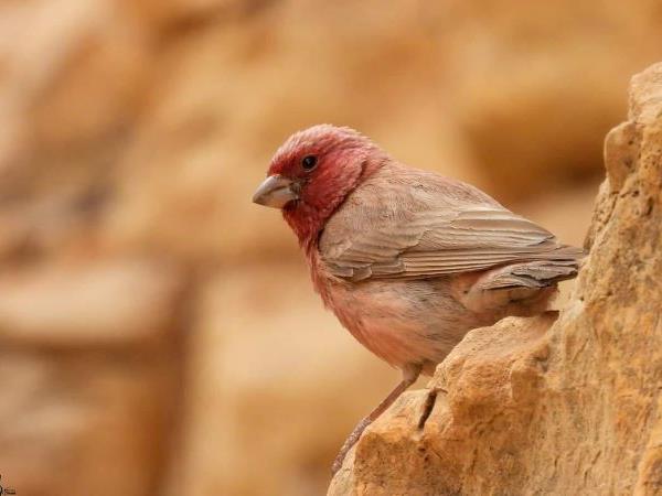 Jordan bird watching tour