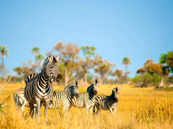Luxury Victoria Falls, Kruger Park and Cape Town vacation
