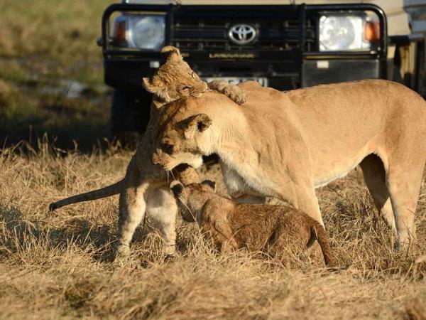 Luxury Victoria Falls, Kruger Park and Cape Town vacation