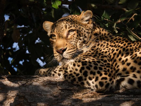 Photo Safari in Botswana