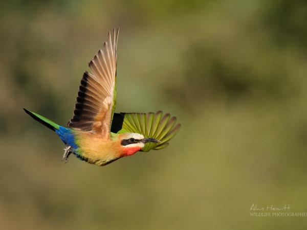 Photo Safari in Botswana