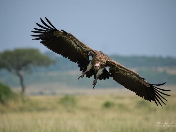 Photo Safari in Botswana