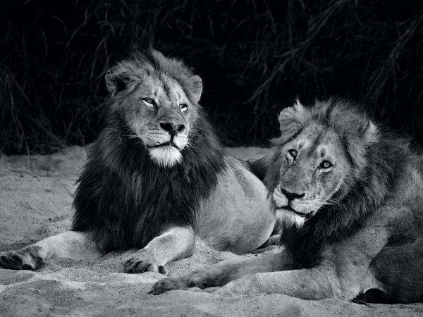 Photo Safari in Botswana