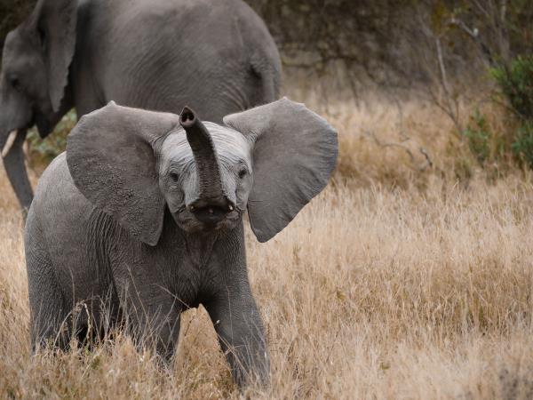 Photo Safari in Botswana