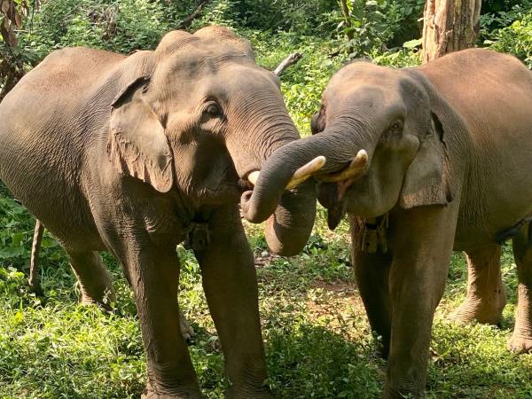 Elephant adventure vacation, Laos