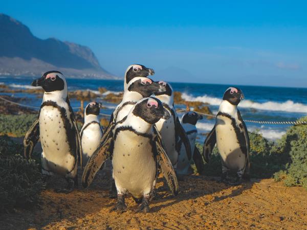 Marine conservation vacation, South Africa 