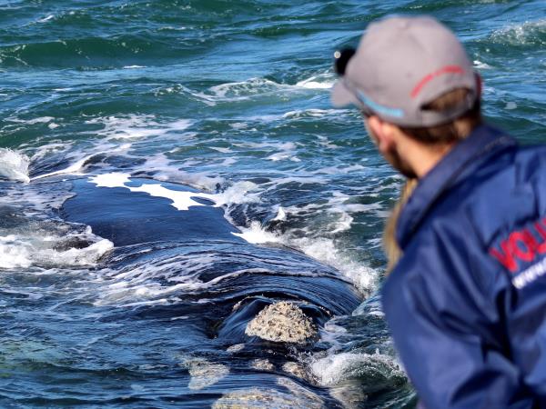 Marine conservation vacation, South Africa 