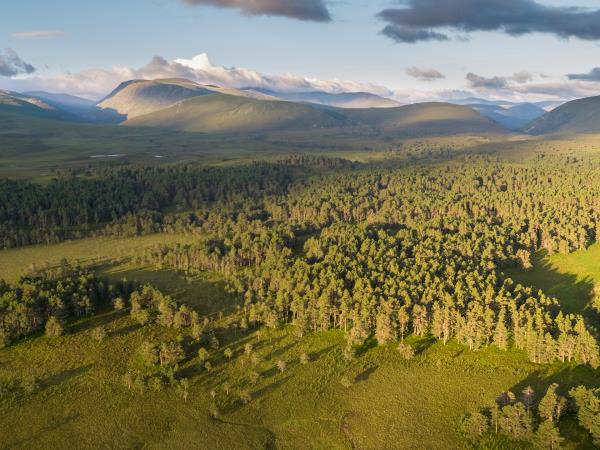 Rewilding holiday in Cairngorms