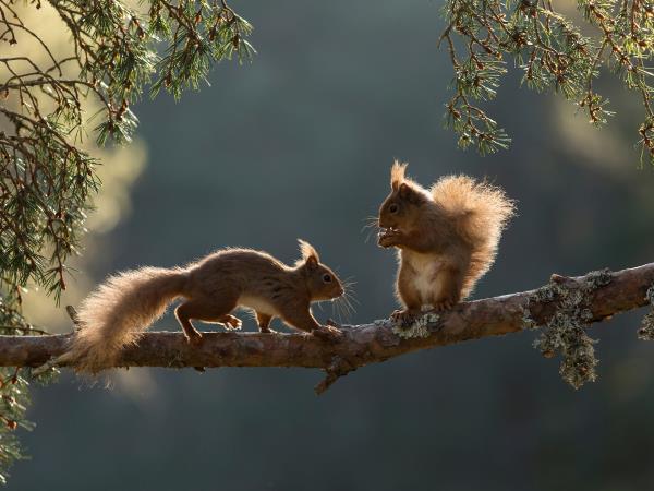 Rewilding holiday in Cairngorms