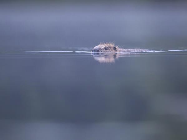Rewilding holiday in Cairngorms