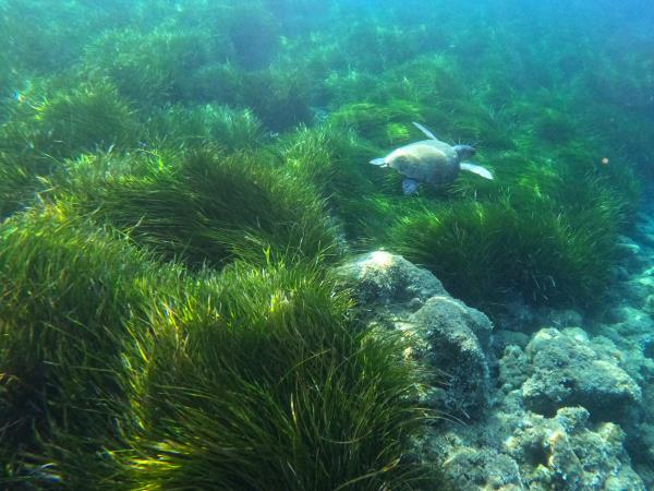 Marine and coastal conservation vacation, Greece