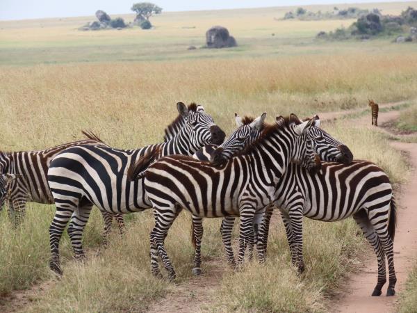 Kenya and Tanzania safari highlights, incl Zanzibar