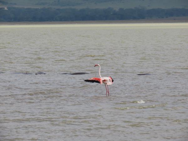 Kenya and Tanzania safari highlights, incl Zanzibar