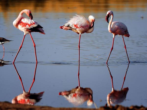 Northern Tanzania luxury guided vacation