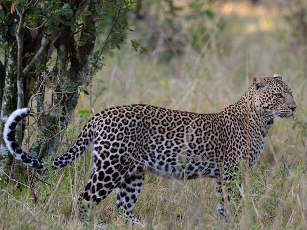 Northern Tanzania luxury guided vacation