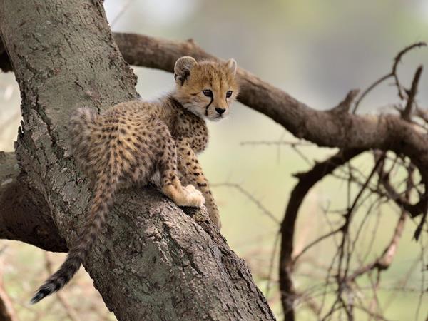 Northern Tanzania luxury guided vacation