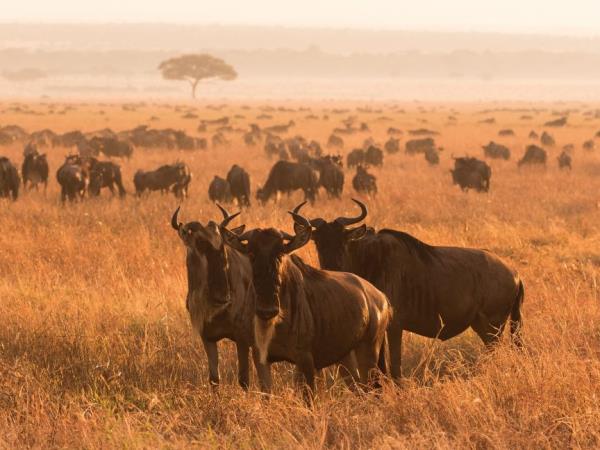East Africa classic safari tour