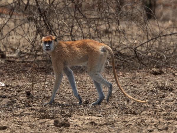 Zakouma drive-in Safari, Chad