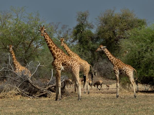 Zakouma drive-in Safari, Chad