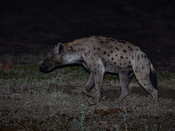 Zakouma drive-in Safari, Chad