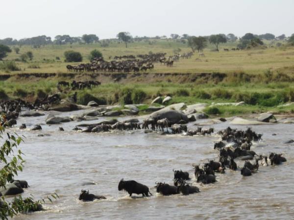 Kenya and Tanzania safari highlights, incl Zanzibar