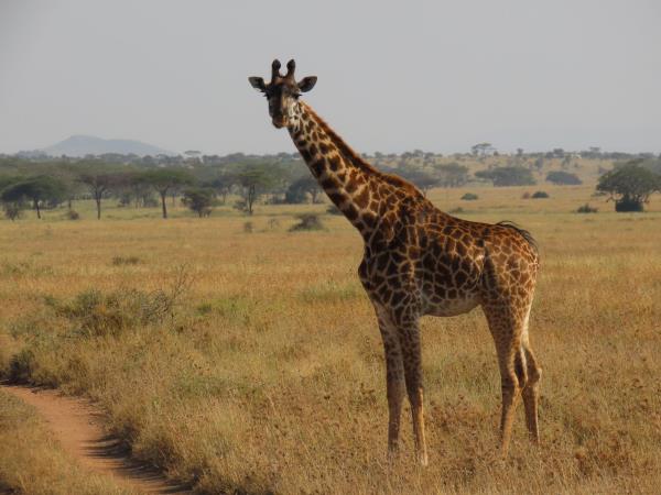 Kenya and Tanzania safari highlights, incl Zanzibar
