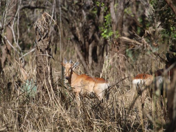 Mozambique small group safari