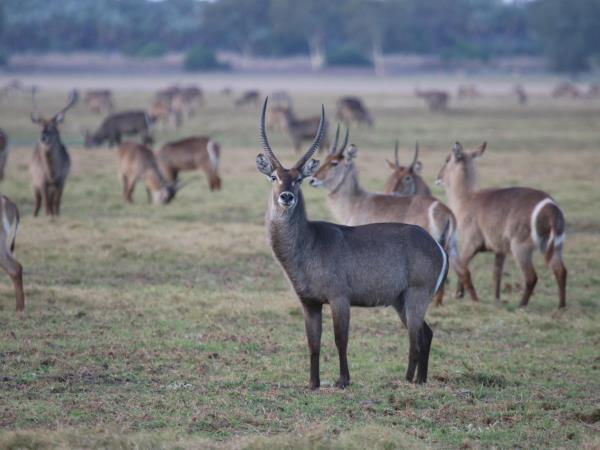 Mozambique small group safari