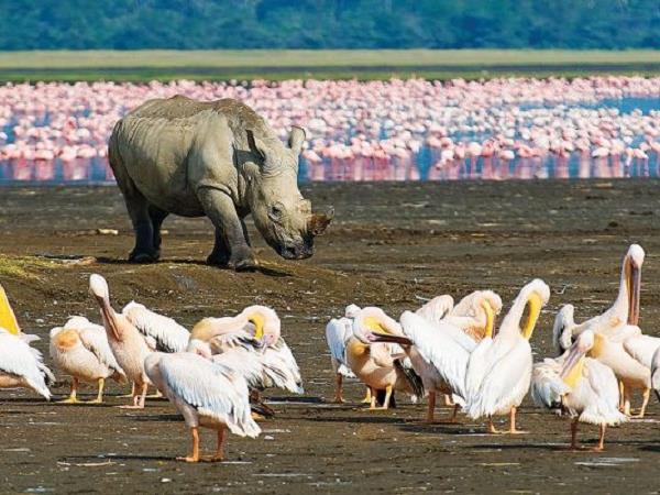 Kenya guided wildlife vacation
