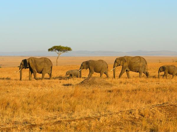 Kenya cheetah safari