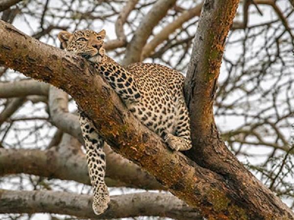 Kenya small group safari, 7 days