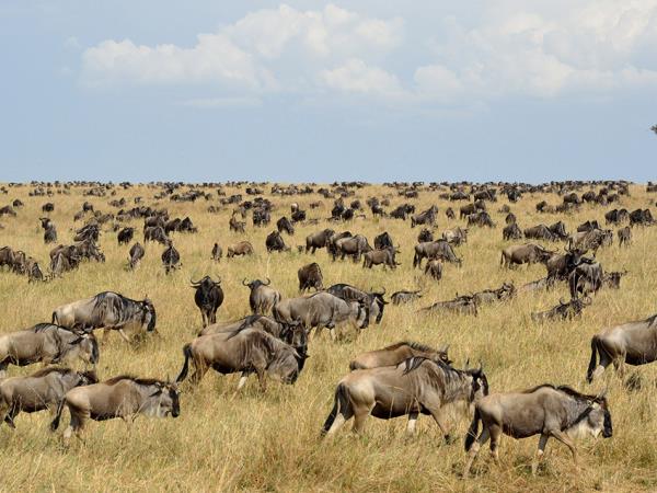 Tanzania cultural safari vacation