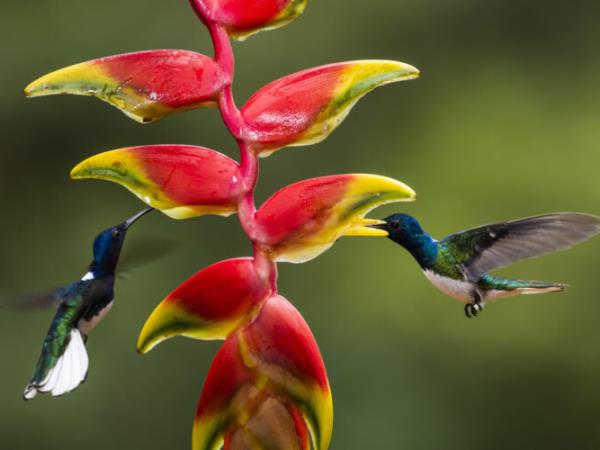 Costa Rica photography tour | Responsible Travel