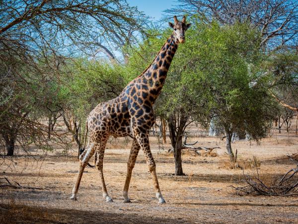 Senegal discovery tour