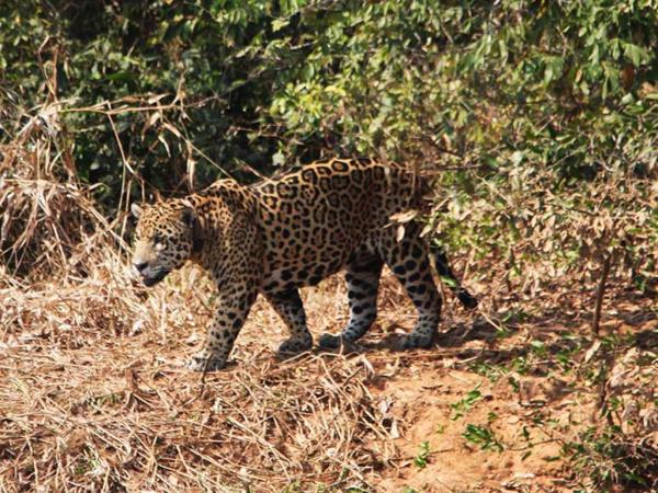 Pantanal and Iguazu tour, Brazil
