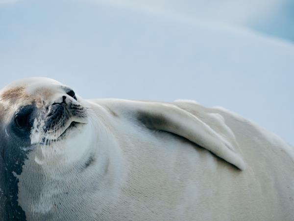 Antarctica cruise, Spirit of Antarctica