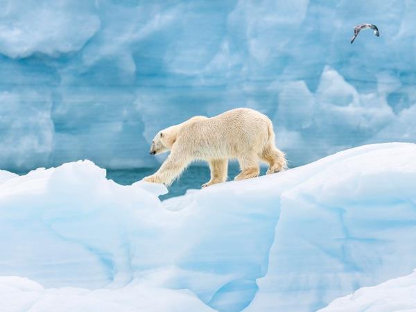 Svalbard photography expedition tour