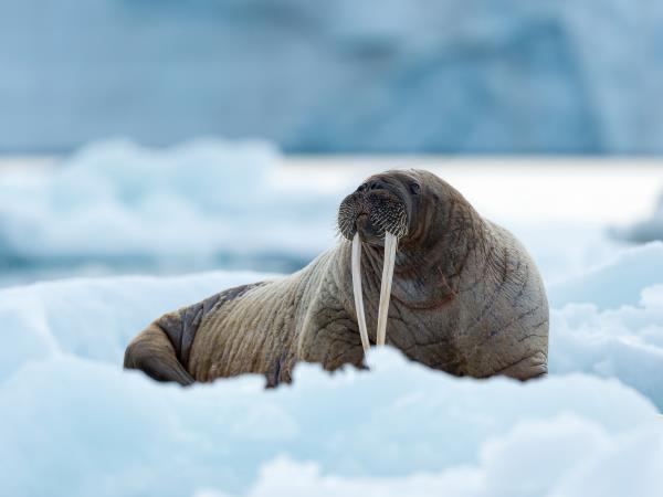 Spitsbergen Autumn photography tour, 12 guests