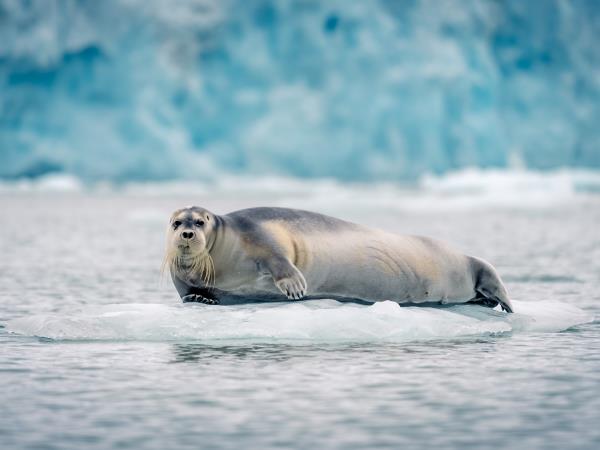 Spitsbergen Autumn photography tour, 12 guests