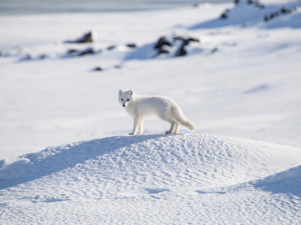 Spitsbergen Autumn photography tour, 12 guests