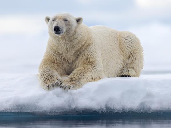 12 guests, Spitsbergen Circumnavigation cruise