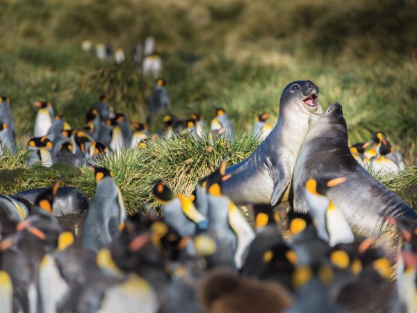 Falklands, South Georgia & Antarctic Peninsula cruise