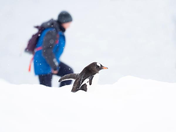 Falklands, South Georgia & Antarctic Peninsula cruise