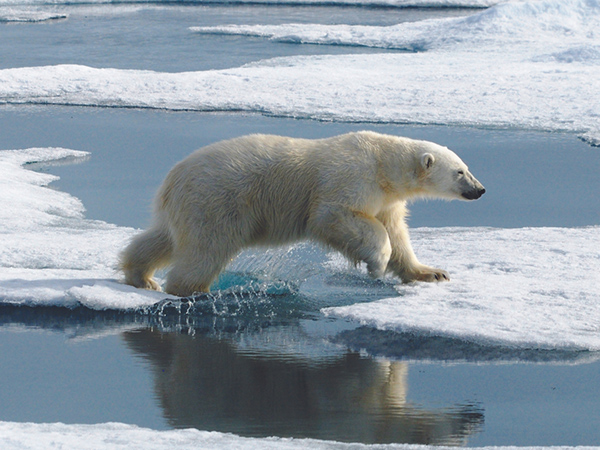 Svalbard cruise vacation, Svalbard Odyssey