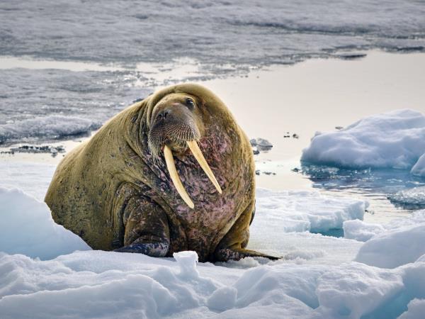 Svalbard cruise vacation, Svalbard Odyssey